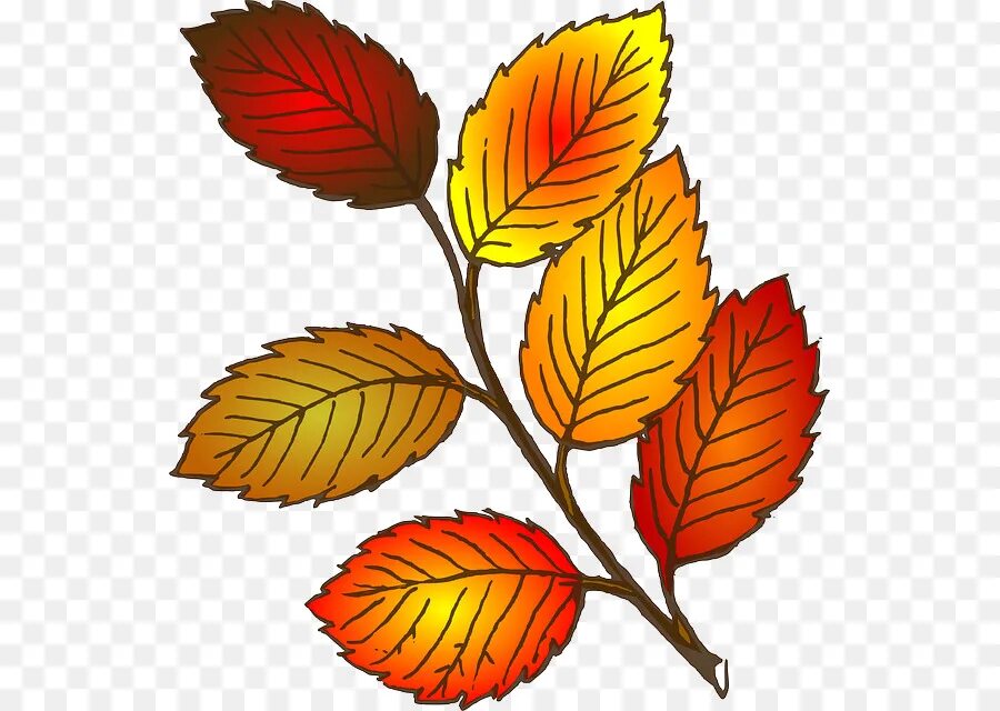 Осень листья. Рисунок осенних листьев. Рисунок осенних листьев. Листья деревьев осенью. Рисунок осенних листьев.