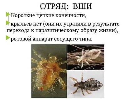 Представители вшей