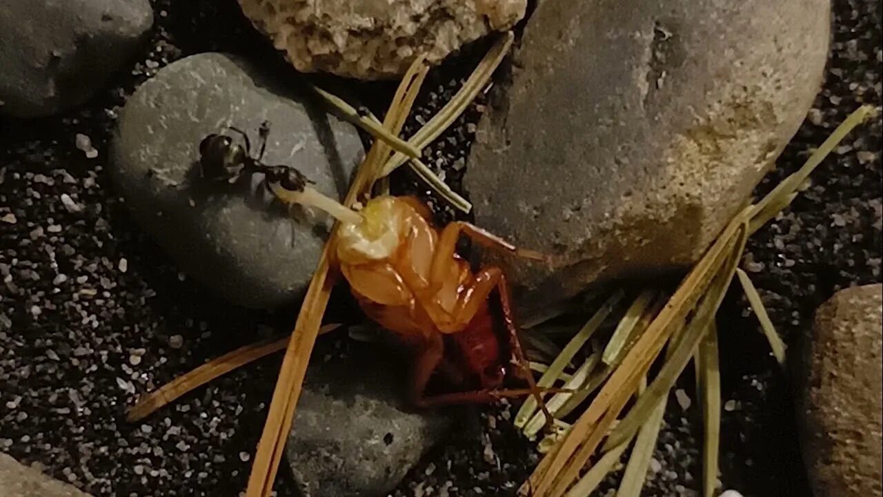 Собака съела таракана. Таракан и муравей. Гриб пожирающий муравьев. Таракан в муравейнике. Муравьи поедают жертву.