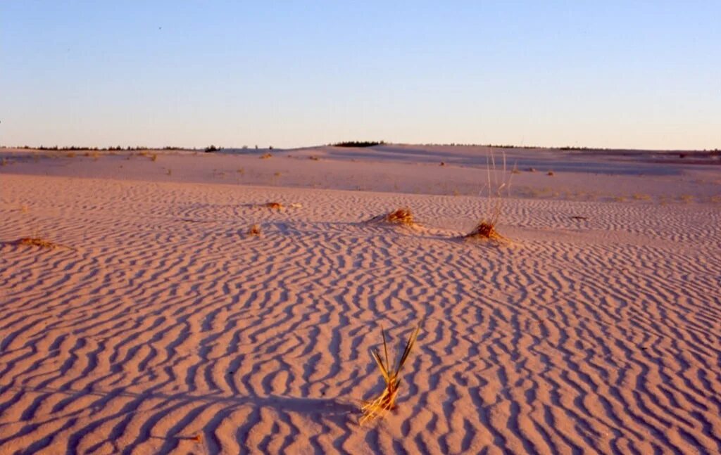 Песчаная форель. Песчаные дюны Атабаски. Песчаные дюны на озере Атабаска. Пустыня Атабаска. Песчаная форель Дюна.