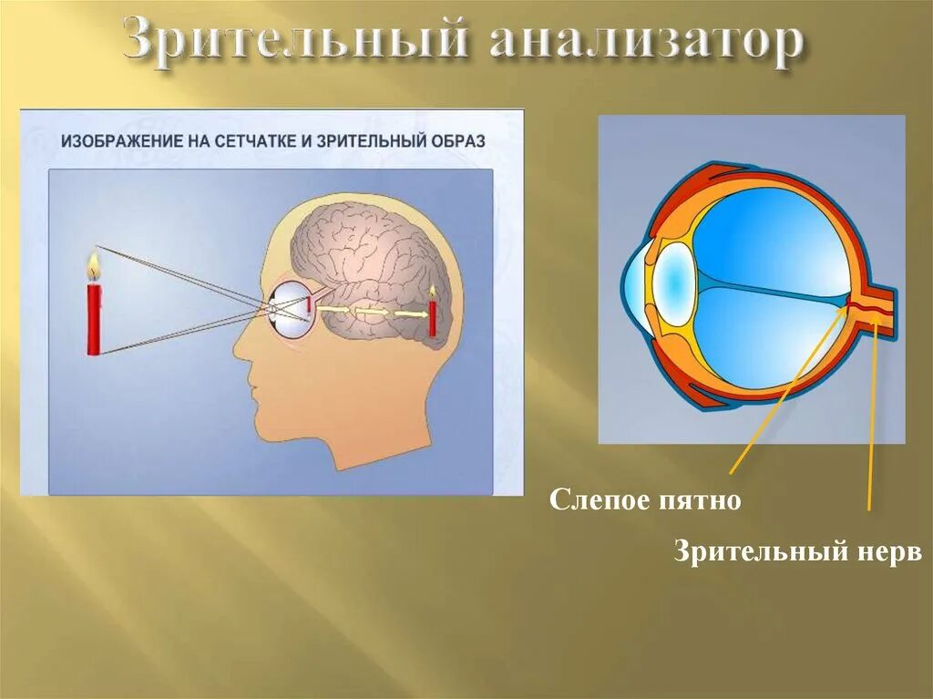 Зрительный анализатор рецепторы сетчатки глаза. Зрительный анализатор слепое пятно. Биология 8 класс зрительный анализатор строение и функции глаза. Строение зрительного анализатора Рецептор.