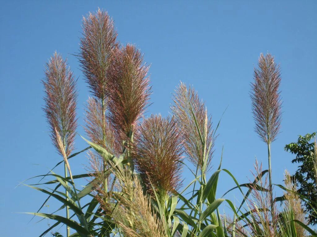 Тростник южный. Тростник Южный phragmites Australis. Тростник Южный (phragmítes Austrális). Тростник обыкновенный (Очерет). Тростник обыкновенный phragmites Australis.