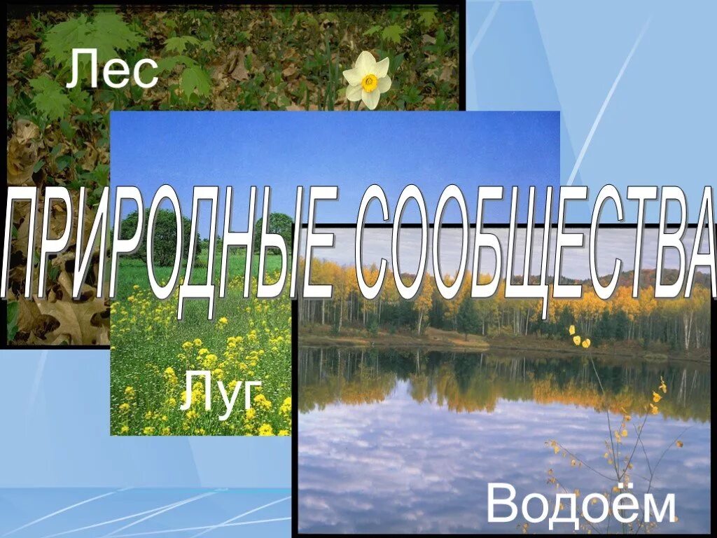 Сообщение о природных сообществах родного края. Природные сообщества: лес, луг, пруд.. Природные сообщества леса Луга и водоема. Природные сообщества родного края. Природное сообщество водоем.