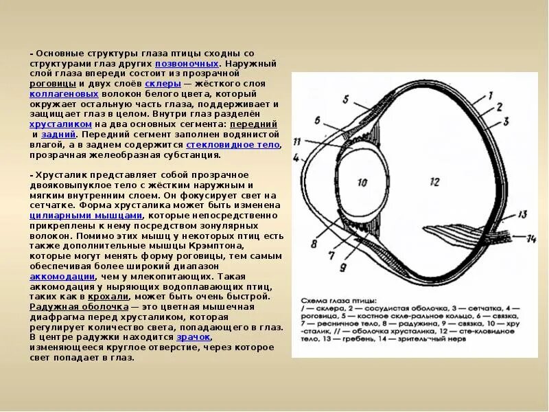 Строение глаза птицы. Зрение птиц строение глаза. Строение птичьего глаза. Строение глаза птицы схема. Содержит несколько слоев нейронов содержит роговицу защищает