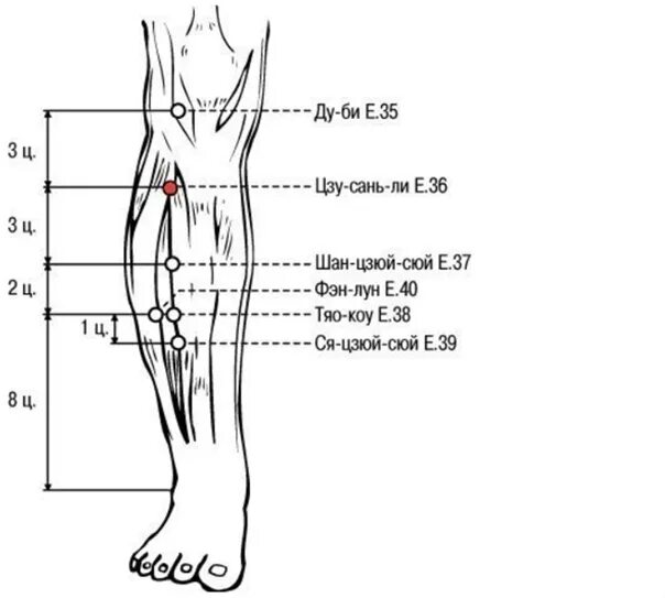 Точка царский. Точка е 36 Цзу-Сань-ли. Точка st36 акупунктуры. Точка Цзу Сан ли. Точка Цзу Сан ли точка долголетия.