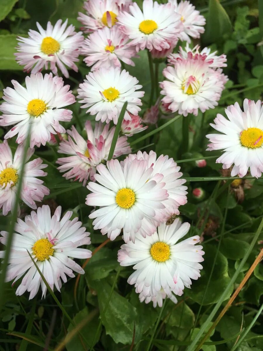 Маргаритка Bellis perennis. Маргаритка хризантемовидная. Маргаритка Тассо Стробери энд Крим. Маргаритка многолетняя хризантемовидная. Бело розовые ромашки