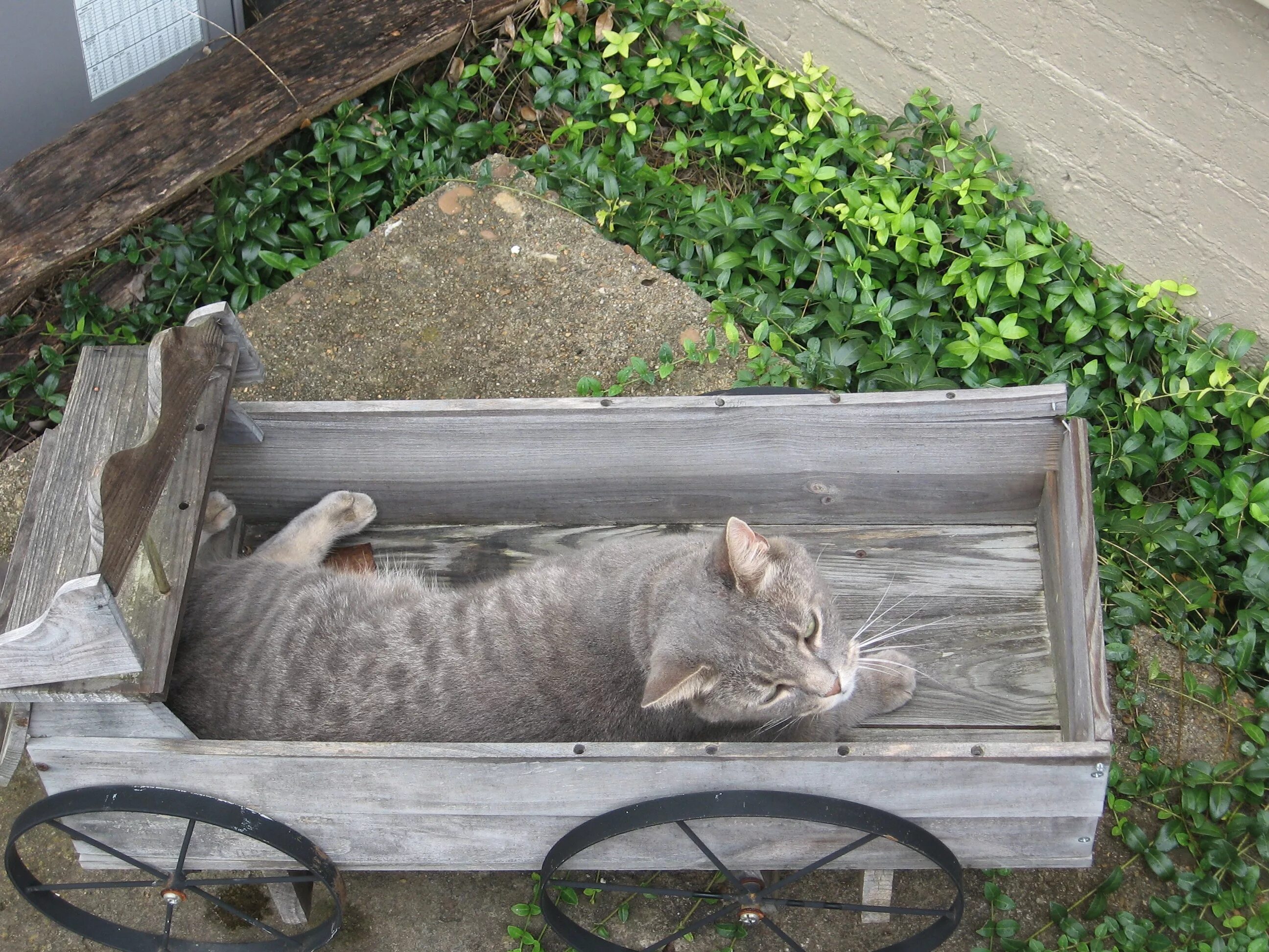 Is sleeping in the garden. Кот в саду. Кошечка с тележкой. Котики в телеге. Серый кот на даче.