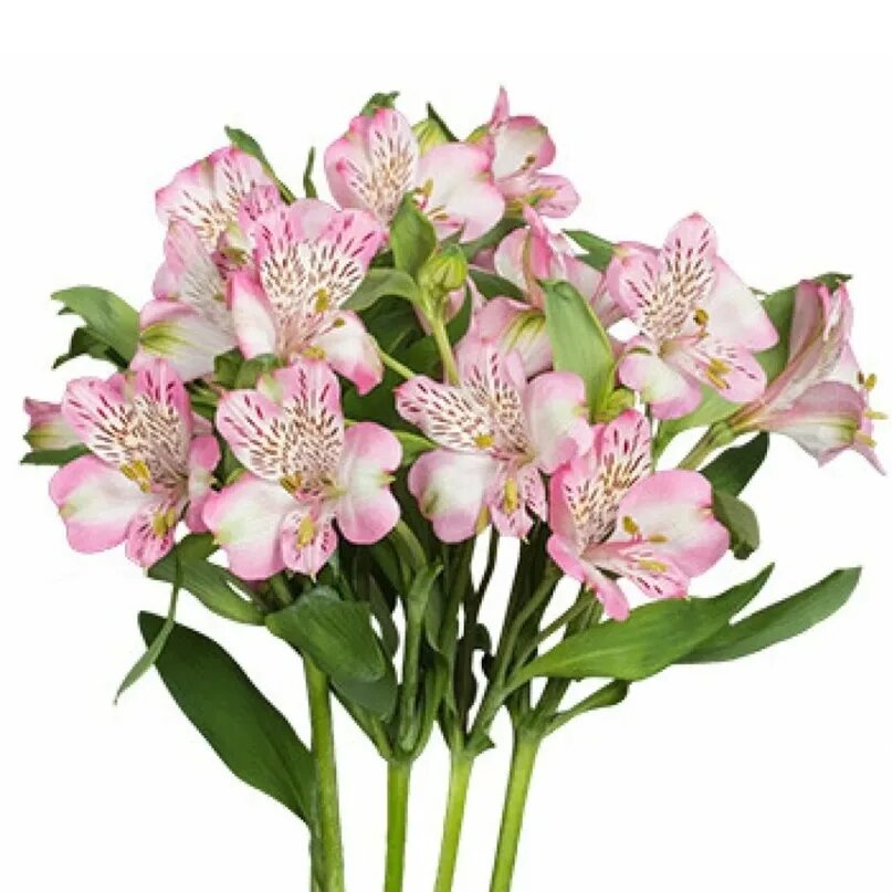 Как выглядят цветы альстромерии Астроберий flowers купить недорого AliExpress
