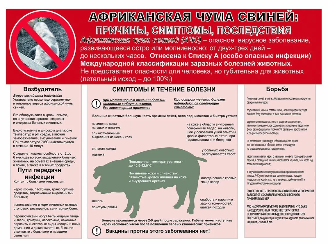 Какие заболевания животных наиболее опасны. Памятка по АЧС животных для населения. Африканская чума свиней мясо. Памятка по африканской чуме свиней. Африканская свиная чума памятка.