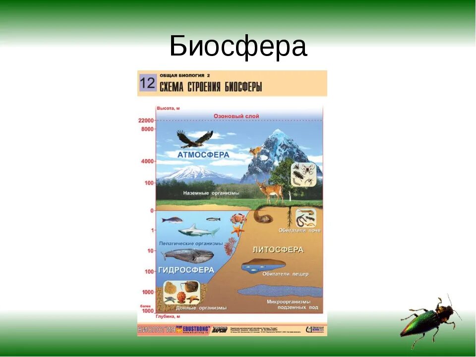 Биосфера. Границы биосферы 6 класс география. Что такое Биосфера в биологии 5 класс. Биосфера это в географии. Задания по теме биосфера