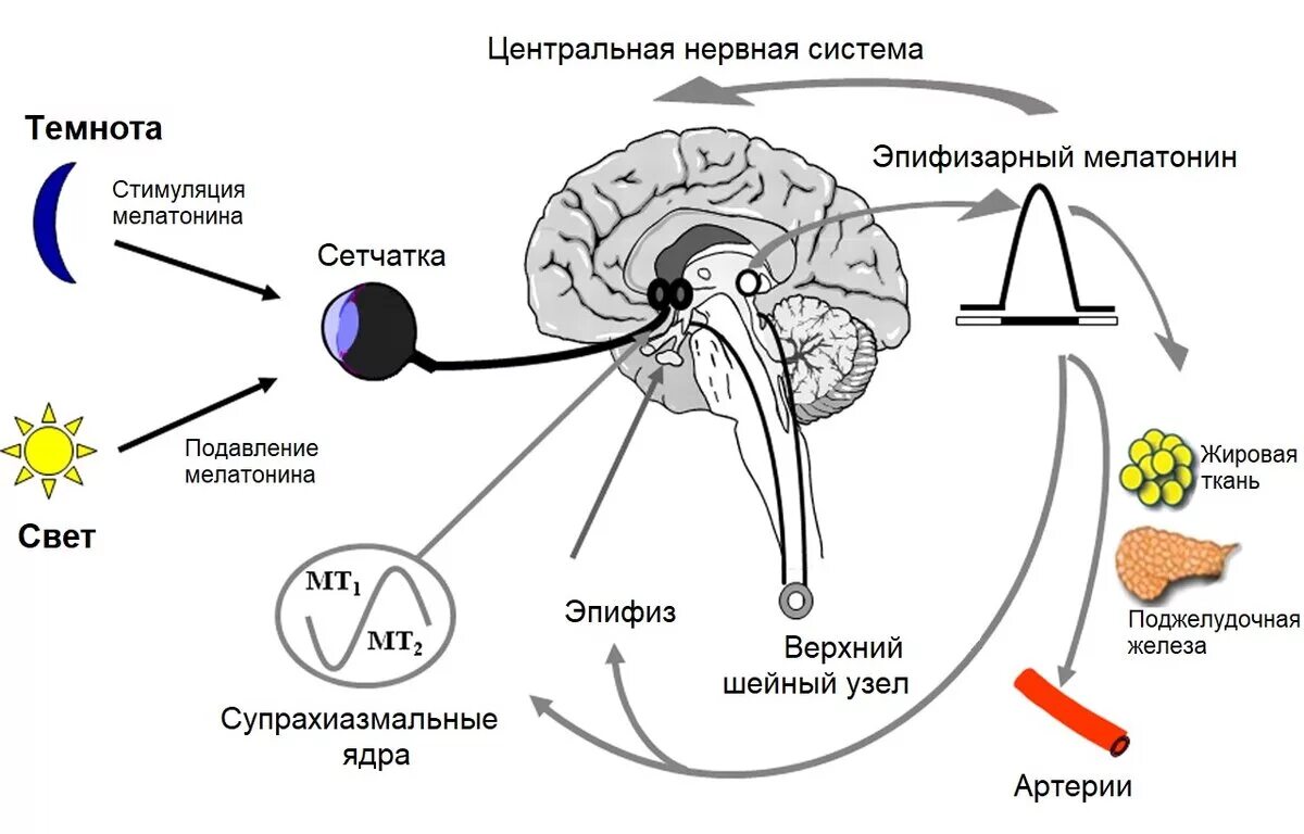 Депрессия какой гормон. Мелатонин гормон эпифиза. Мелатонин гормон эпифиза функции. Мелатонин гормон шишковидной железы. Регуляция секреции эпифиза.