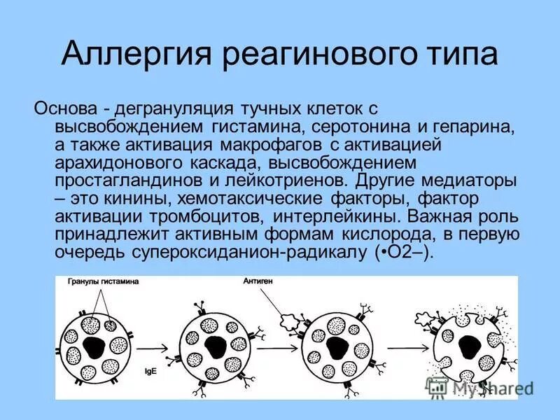 Аллергия как проявление иммунодефицита проект. Дегранулированные тучные клетки. реагиновый тип аллергических реакций. механизм дегрануляции тучных клеток. тучные клетки и аллергия.