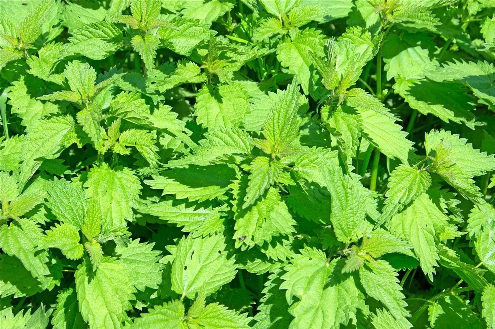 Маленькая крапива. Крапива двудомная. Крапива двудомная (Urtica dioica l.). Куст крапивы. Стебель крапивы двудомной.