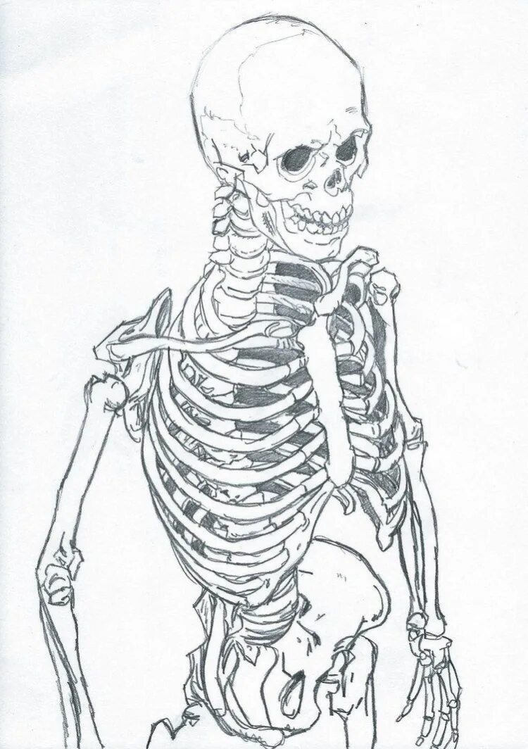 Скелет. Скелет человека. Скелет зарисовки. Скелет человека зарисовка. Как рисовать скелет