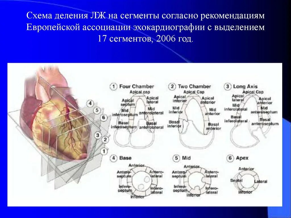 Сегменты миокарда на ЭХОКГ. Сегменты левого желудочка ЭХОКГ схема. Сегменты левого желудочка на ЭХОКГ. Деление миокарда на сегменты.