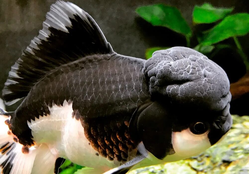 Панда рыбка аквариумная фото Оранда панда (Goldfish Oranda panda)