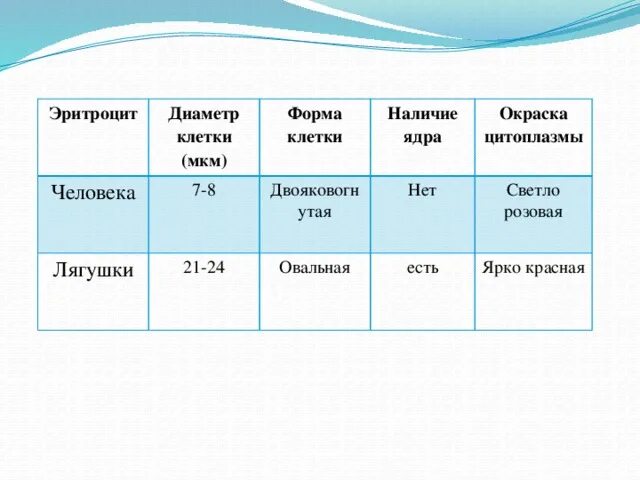 Цитоплазма эритроцитов человека. Окраска цитоплазмы эритроцитов человека. Наличие ядра у эритроцитов. Форма клетки эритроцитов лягушки. Наличие ядра у эритроцитов человека.