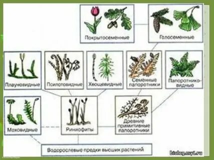 Схема растения 7 класс биология