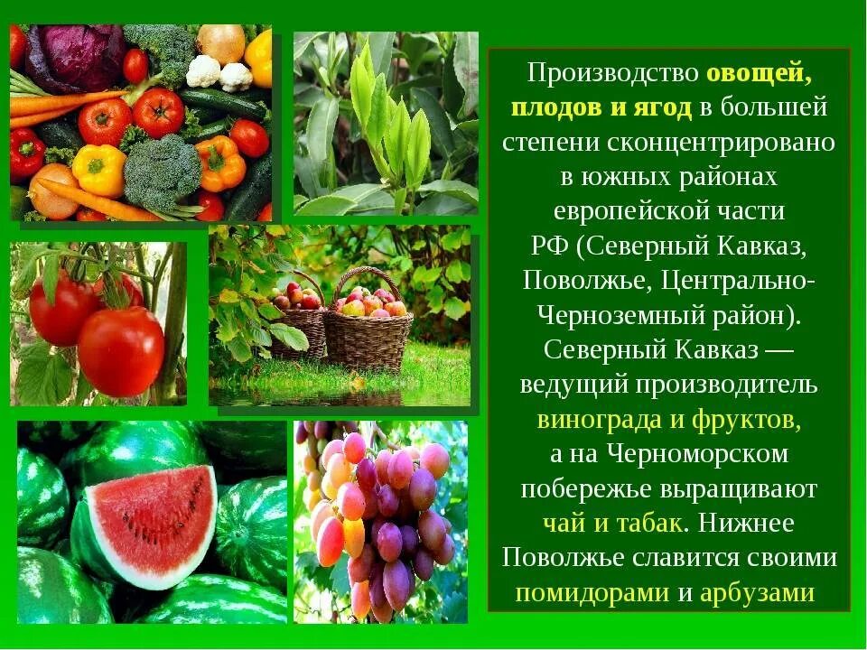 Что хорошо растет в россии. Культурные сельскохозяйственные растения. Плодово ягодные и овощные растения. Плодовые культурные растения. Что такое плодовые, культурные культуры.