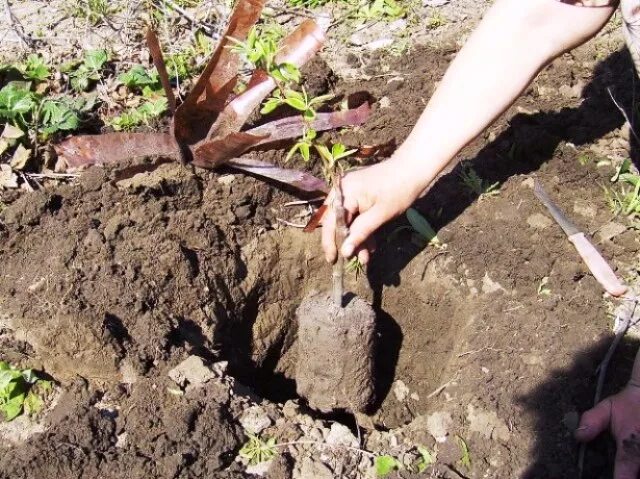 Посадка яблони весной саженцами. Посадка груши весной саженцами. Саженцы яблони ЗКС. Посадка саженца с закрытой корневой системой.