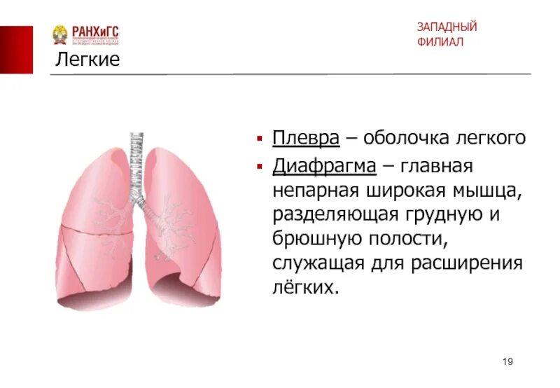 Строение плевры легких. Легкие оболочки.