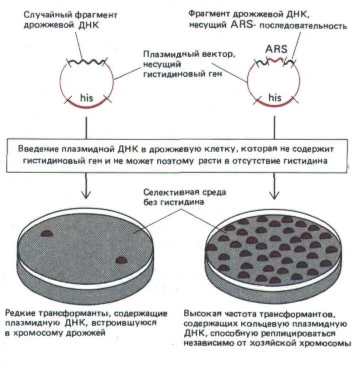 фенол-хлороформный метод выделения днк. выделение днк для пцр методика. выделение днк бактерий. выделение днк бактерий. метод фенол-хлороформной экстракции.