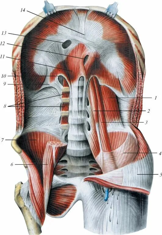 Сердце снизу. Грудино поясничная фасция. Фасция диафрагмы анатомия. Диафрагма анатомия мышцы. Диафрагма таза мышцы фасции.