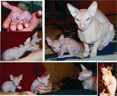 Котятам сфинкса месяц чем кормить