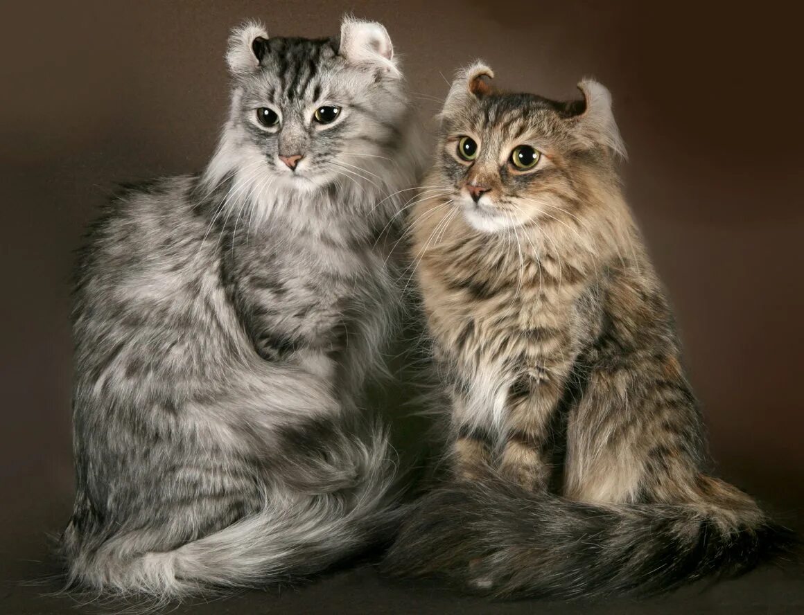 Котики разных видов