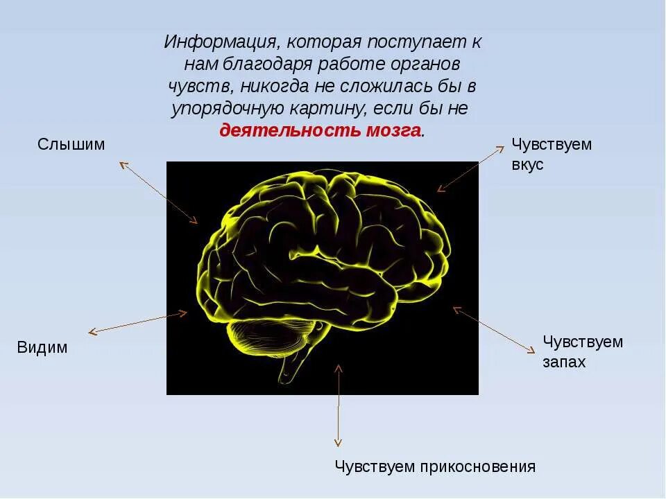 Запах слышат или чувствуют как правильно говорить. Информация от органов чувств поступает в. Вся информация от органов чувств стекается в. Мозг информация от органов чувств. В какой отдел мозга поступает информация от органов чувств.