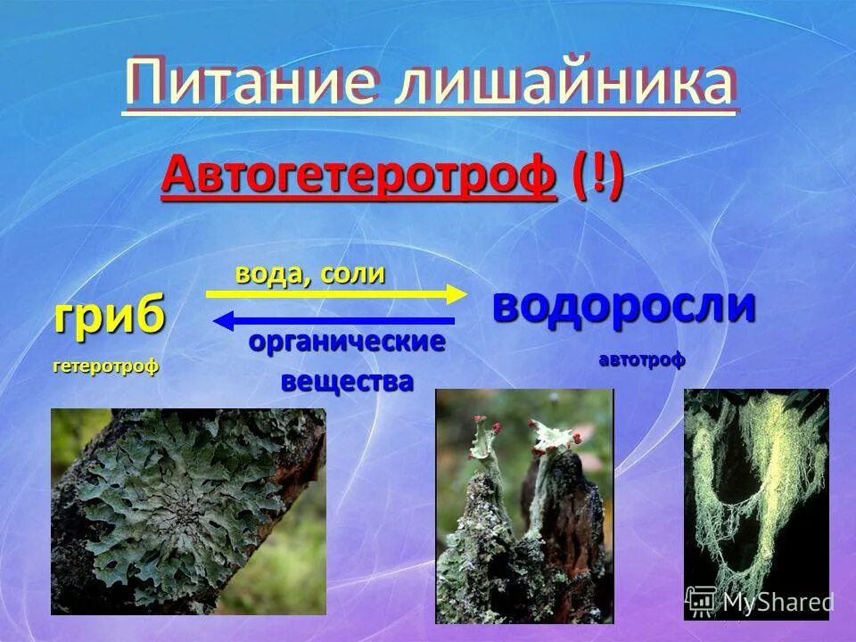 лишайники автотрофы или гетеротрофы. золотистые водоросли одноклеточные. ламинария гетеротроф. ламинария гетеротроф. водоросли питаются автотрофно и гетеротрофно.