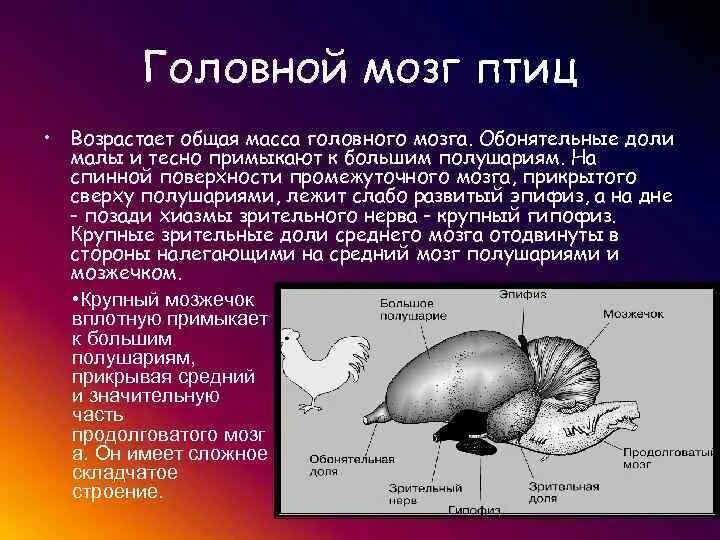 Какие отделы головного мозга птиц развиты лучше. Строение головного мозга птиц. Строение отделов головного мозга птиц. Головной мозг птицы эпифиз. Передний мозг птиц.