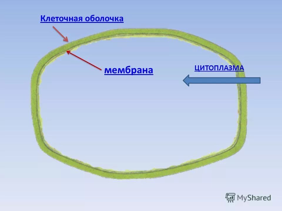 Оболочка в растительной клетке ответ