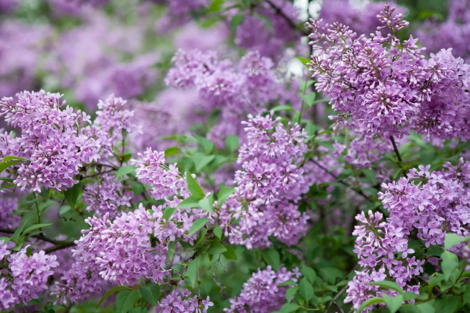 Сирень Miss Kim. Syringa patula 'Miss Kim'. Сирень мисс