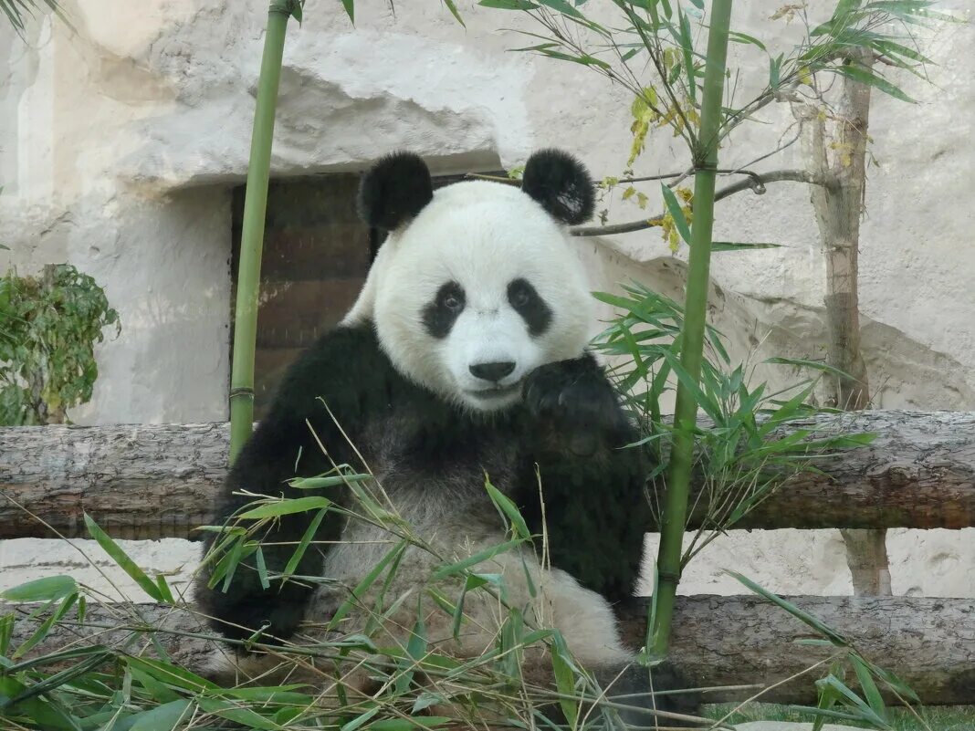как дела у панды в московском
