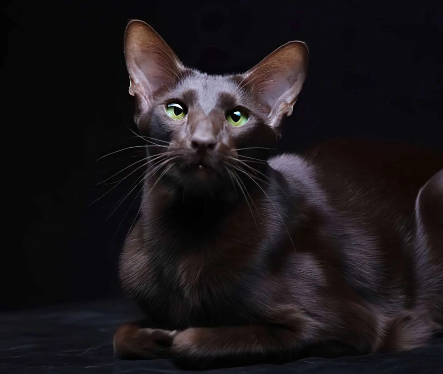 Петерболд ориентал. Ориентальная гавана браун. Черный ориентальный кот. Кошка ориентал эбони. Ориентальная кошка.