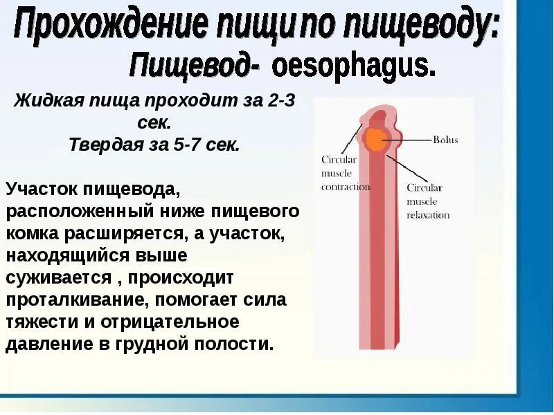 Еда в пищеводе. Не проходит пища по пищеводу. Плохо проходит пища по пищеводу. Прохождение пищи по пищеводу. Почему пища плохо проходит.