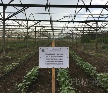 На опытном участке выращивают