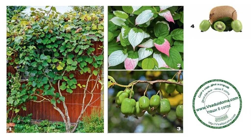 Actinidia KOLOMIKTA или Актинидия Коломикта (семена)