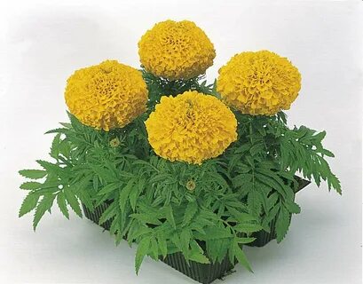 Бархатцы антигуа