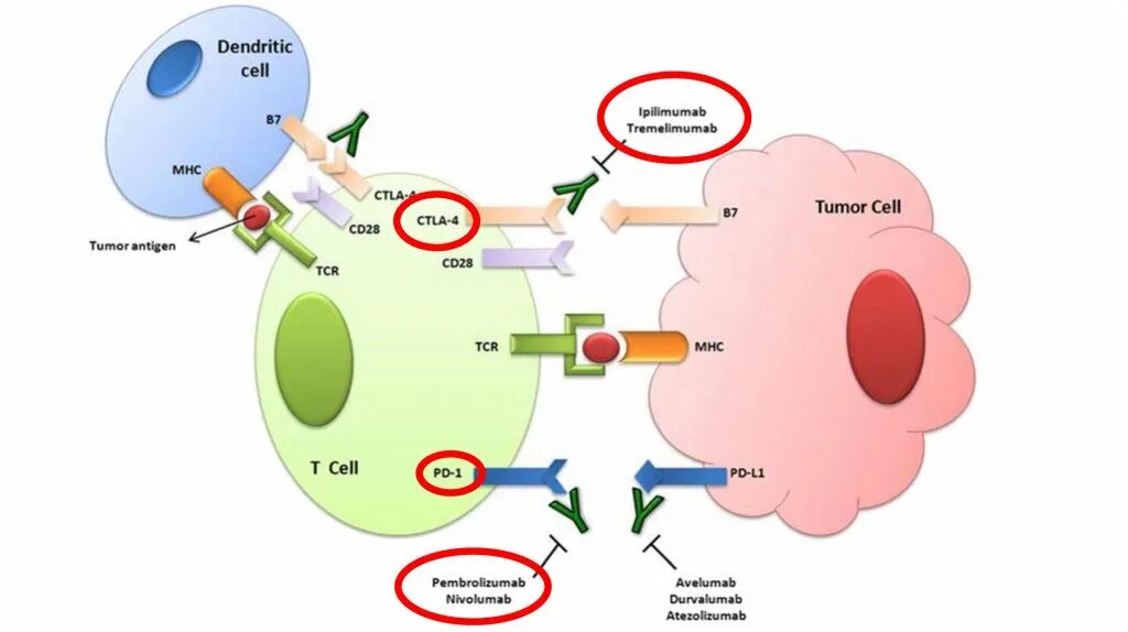 Бавенсио авелумаб. MHC клетки. Пембролизумаб ниволумаб. Ниволумаб клетки.