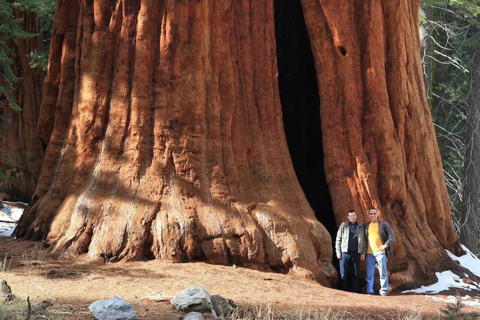 Секвойя дерево. Национальный парк «Секвойя», штат Калифорния, США. Генерал Шерман (дерево). Секвойядендрон генерал Шерман. Громадный это какой