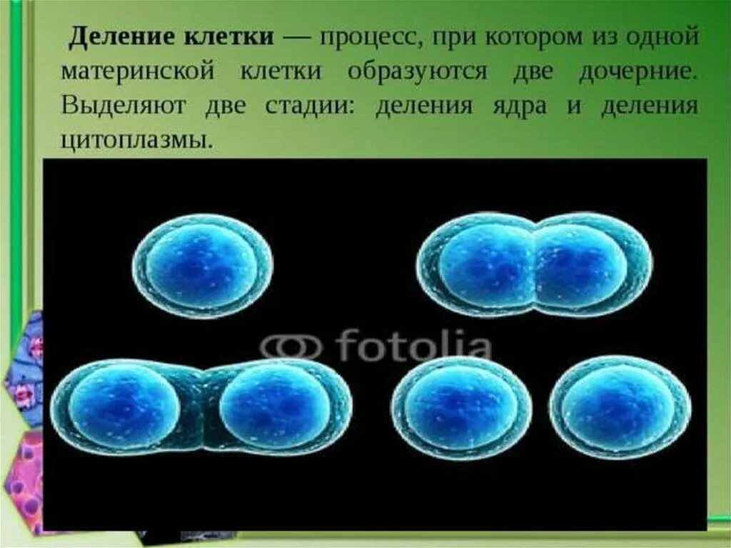 Как делится клетка 5 класс. Процесс деления клетки 6 класс биология. деление клетки 8 класс биология. понятие о делении клетки. процесс деления клетки 5 класс биология.