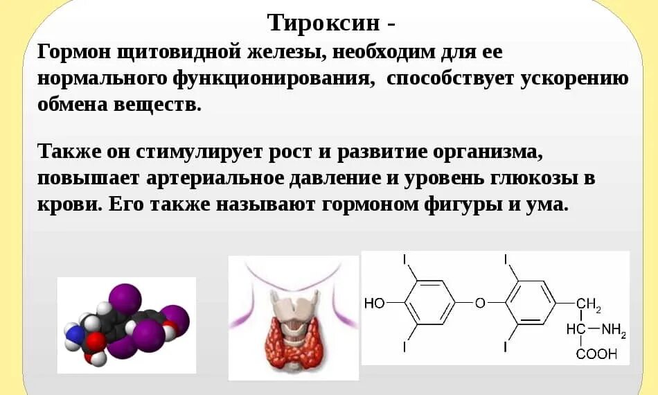 Использование йода для синтеза гормонов. Гормоны щитовидной железы тетрайодтиронин (тироксин) и трийодтиронин. Гормон тироксин т4 функции. Тироксин гормон щитовидной железы функции. Трийодтиронин Свободный т4 норма.