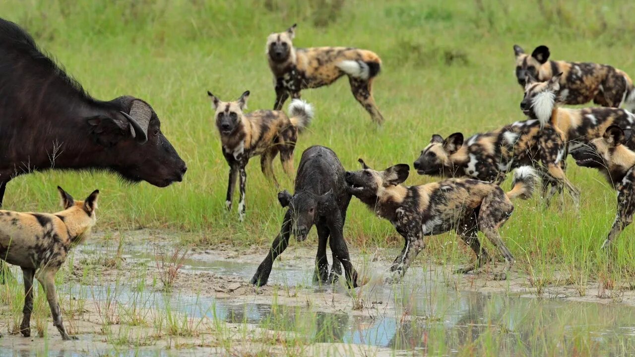 The dogs are wild. Африканская гиеновая собака. Гиеновидная собака (lycaon pictus). Гиеновидная собака и гиена различия. Гиеновидная собака охота.