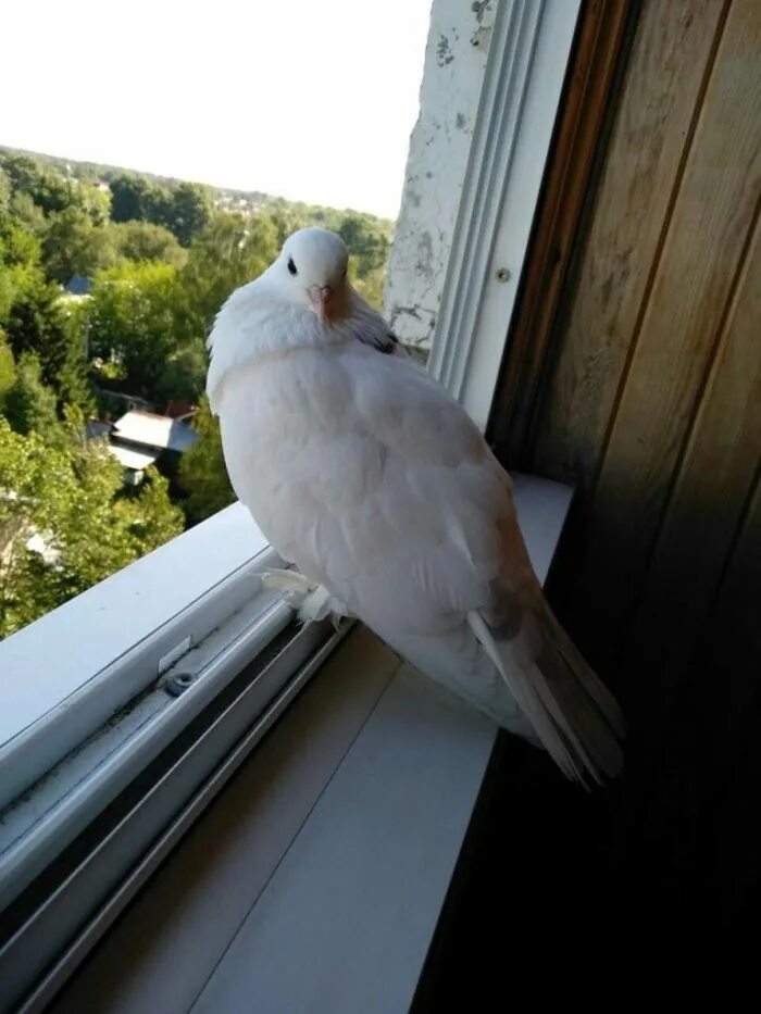 Голубь залетел. Птицы за окном. Белый голубь прилетел. Голубь на окошке.
