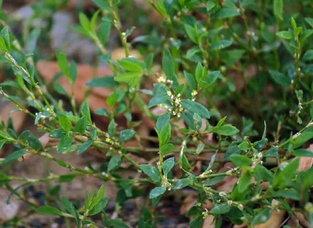 Горец птичий спорыш. Спорыш трава. Горец птичий (спорыш) (Polygonum aviculare). Травка-муравка спорыш.