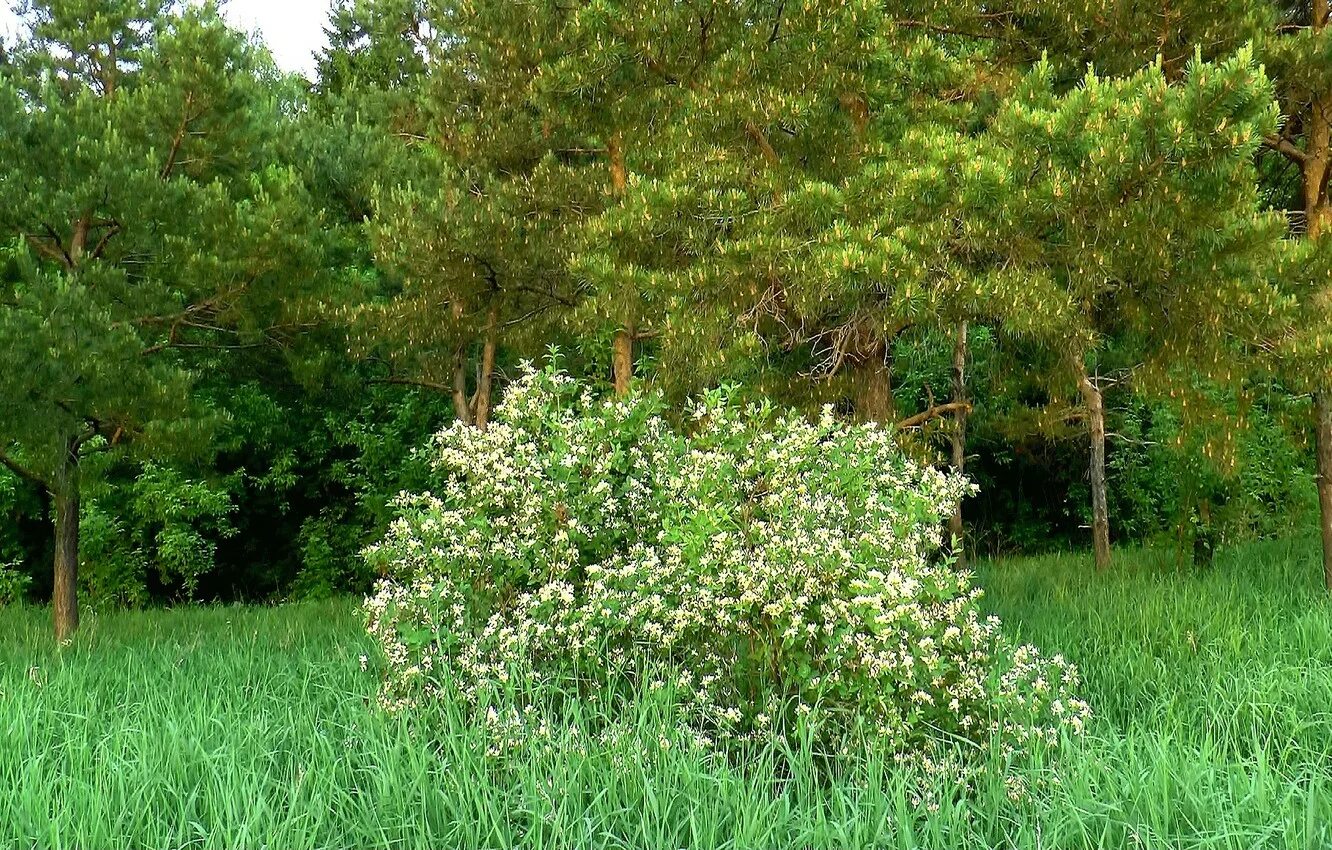 Хвойная луговая