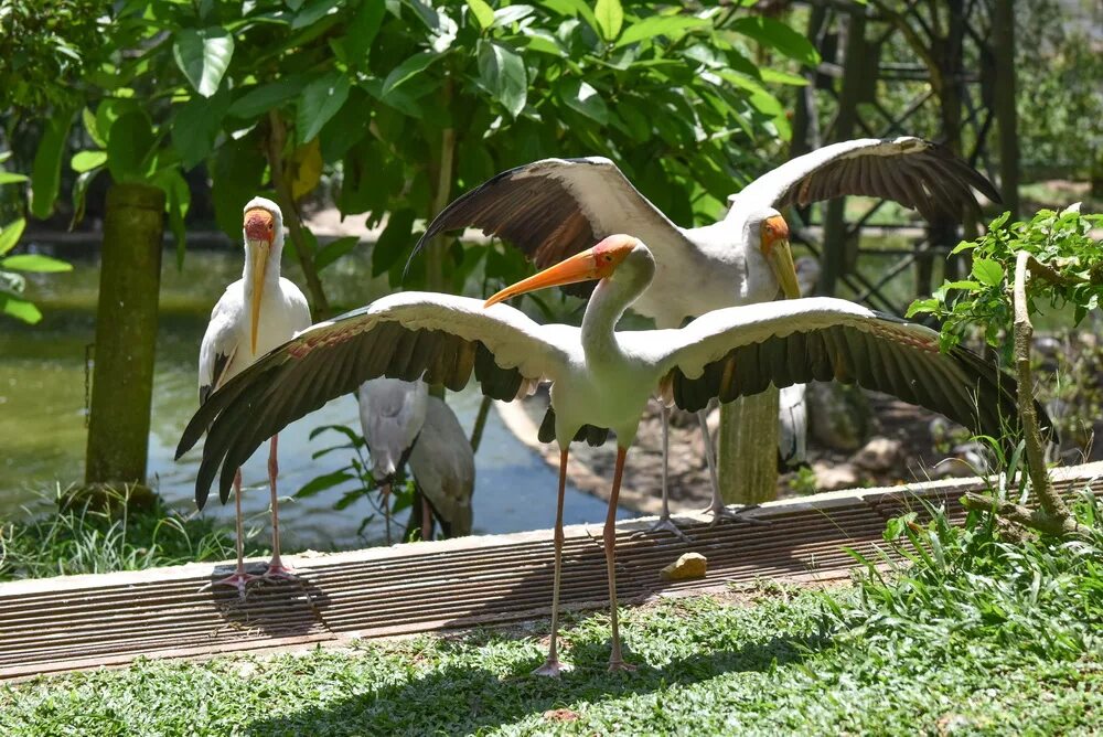 Пернатые в парках. Парк птиц Куала Лумпур Малайзия. Парк птиц Калужская область. Парк птиц Куала Лумпур виды птиц. Имеретинка парк птиц.