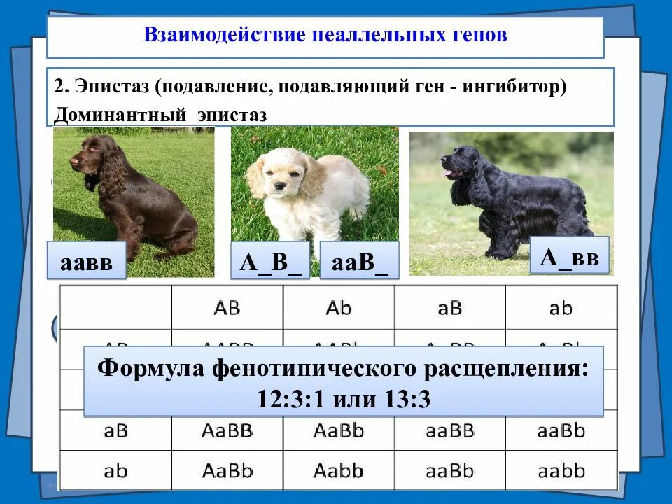 Неаллельное взаимодействие генов таблица. Комплементарность эпистаз Полимерия. Взаимодействие неаллельных генов. Типы взаимодействия неаллельных генов. 11 б ген